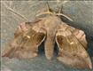 1981 Poplar Hawk-moth